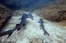 SSI Open Water Diver Course