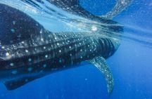 Whale & Dolphin Watching Tour, Galle, Unawatuna, Koggala Weligama