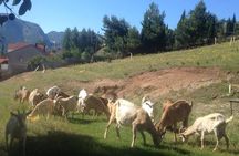 Organic Local Farm 