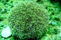 Private. Snorkeling Experience from Huatulco HT