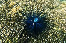 Premium Family Snorkeling Experience