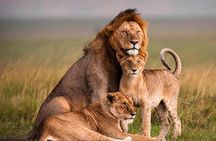 3 Days PRIVATE LUXURY SAFARI to Masai Mara from Nairobi