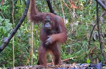 Orangutan Tanjung Puting Honeymoon CoupleTour