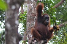 Dayak Lamandau & Orangutan Tanjung Puting Park Tour 6 Days