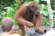 Dayak Lamandau & Orangutan Tanjung Puting Park Tour 6 Days
