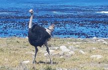 Private Cape Peninsula Tour - Cape Point, Cape of Good Hope sightseeing