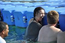 Private Caribbean Snorkeling Cruise At Punta Cana & Sharks, Stingray Encounter 