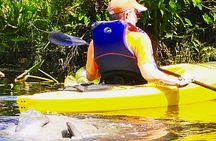 Orlando Manatee Encounters