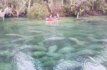 Orlando Manatee Encounters