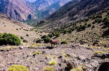 Day out with a Berber To High Atlas Mountains