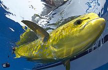 Marathon Offshore Fishing Charter