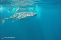 Snorkeling at Catalina Islands