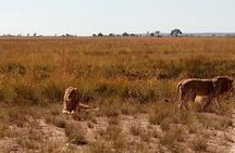 Chobe Day Trip from Livingstone, Zambia