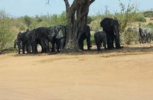 Chobe Day Trip from Livingstone, Zambia