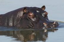 Chobe Day Trip from Livingstone, Zambia