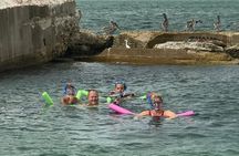 Small Group 2 Hour Dolphin Cruise with Snorkeling to Shell Key
