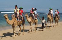 Camel Safari 30 minutes In White Sand Beach 
