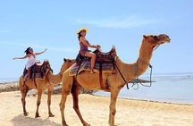 Camel Safari 30 minutes In White Sand Beach 
