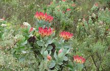 Cango Caves,Swartberg Pass,Prince Albert & Meiringspoort Daytrip
