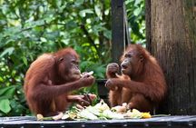 Sepilok Orang Utan, Sun Bear & Sandakan Nature City Tour + Lunch