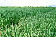 Visit Sisal Plantations & Processing Factory - Full Day Tour