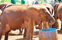 Giraffe Center & Elephant Orphanage Guided Day Tour From Nairobi