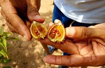 8-Hour Amazonas Jungle Treck & Anavilhanas Archipelago