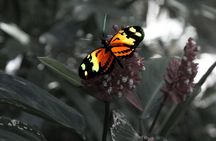 Jeep'n'Green: Rio Botanical Garden and Tijuca Rainforest Tour