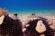 BRELA Bikini Dive *Try SCUBA DIVING*
