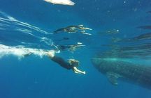 Half Day Whale Shark Tour From Tulum