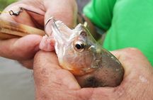 Solimoes River Piranha Fishing and Alligator Watching Tour