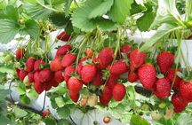 Full Day Cameron Highlands Nature Tour with Hobbitoon Village