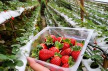 Garden of Nature - Cameron Highlands Full Day Tour
