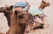 Half Day Desert Safari Jaisalmer