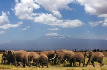 1-Day Amboseli Safari