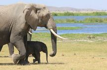 3-Day Amboseli Private Safari
