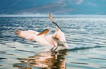 From Thessaloniki: Private Day Trip to Kerkini Lake