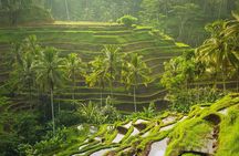 Bali Tribal Private Tour - Experience the best of Ubud, Bali