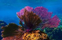 Roatan Private Catamaran Shipwreck, Blue Channel and Starfish with Transfer