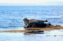 From Reykjavik: Snaefellsness Peninsula small group day tour 