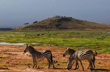 2- Day Diani to Amboseli Flying Safari