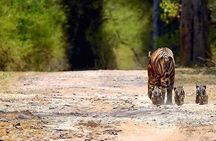Private 2 Nights Short Escape To Ranthambore.