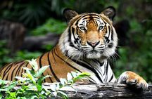 Private 2 Nights Short Escape To Ranthambore.