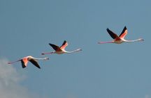 Flamingos Sightseeing Segway Tour