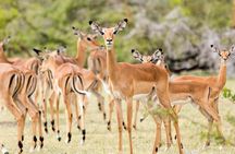 Safari Game Drive & Rhino Walks In The Mosi-oa-Tunya National Park
