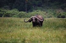 Day Tour Safari Arusha National Park