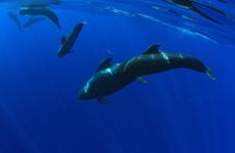 Whale Watching and Listening Eco Catamaran Tour with Food Tasting 