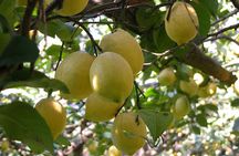 Sorrento Farm and Food Experience including Olive Oil, Limoncello, Wine tasting 