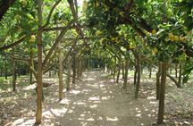 Sorrento Farm and Food Experience including Olive Oil, Limoncello, Wine tasting 