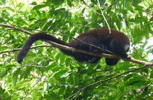 4-Day Cuyabeno Wildlife Reserve Adventure